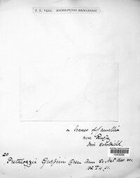 Pestalotiopsis guepinii image